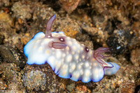 Goniobranchus hintuanensis (Goniobranchus Hintuanensis)