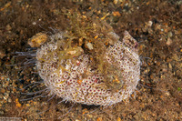 Toxopneustes pileolus (Flower Urchin)