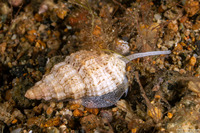 Vexillum cadaverosum (Cadaverous Mitre)