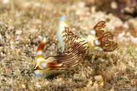Nembrotha lineolata (Lined Nembrotha)