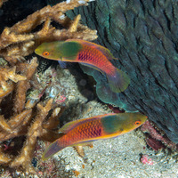 Cirrhilabrus cyanopleura (Bluesided Fairy Wrasse)