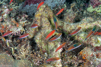 Cirrhilabrus cyanopleura (Bluesided Fairy Wrasse)