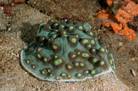 Mycedium elephantotus (Green Eyed Cup Coral)