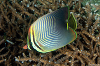 Chaetodon baronessa (Eastern Triangular Butterflyfish)