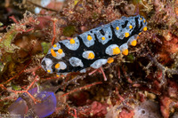 Phyllidia picta (Painted Phyllidia)