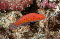 Paracheilinus carpenteri (Carpenter's Flasher)