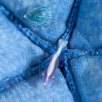 Zenopontonia soror (Sea Star Shrimp)