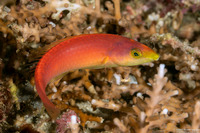 Pseudojuloides cerasinus (Pencil Wrasse)