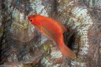 Cirrhilabrus temminckii (Peacock Fairy Wrasse)