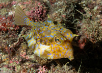 Lactoria fornasini (Thornback Cowfish)