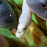 Siokunichthys nigrolineatus (Mushroom Coral Pipefish)