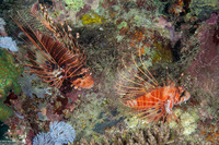 Pterois antennata (Spotfin Lionfish)