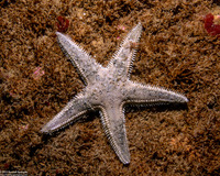 Astropecten armatus (Spiny Sand Star)