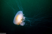 Phacellophora camtschatica (Egg-Yolk Jelly)