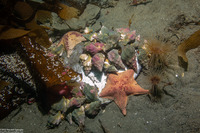 Kelletia kelletii (Kellet's Whelk)