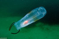 Thetys vagina (Pelagic Tunicate)
