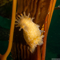 Triopha maculata (Spotted Triopha)