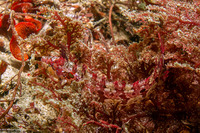 Gibbonsia metzi (Striped Kelpfish)