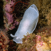 Berthella chacei (White Berthella)