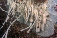 Cystodytes lobatus (Lobed Compound Tunicate)