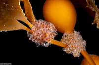 Aulorhynchus flavidus (Tubesnout)