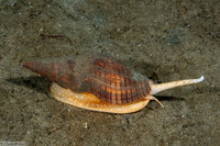 Megasurcula carpenteriana (Carpenter's Turrid)