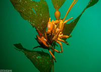 Pugettia producta (Northern Kelp Crab)