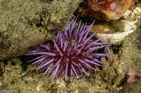 Strongylocentrotus purpuratus (Purple Sea Urchin)