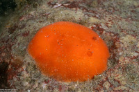 Rostanga pulchra (Red Sponge Dorid)