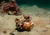Pagurus armatus (Blackeyed Hermit Crab)