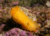 Triopha maculata (Spotted Triopha)