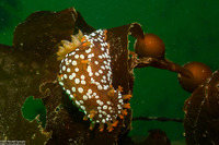 Triopha maculata (Spotted Triopha)