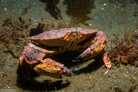 Cancer productus (Red Rock Crab)