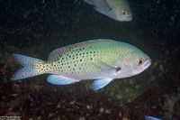 Chromis punctipinnis (Blacksmith)