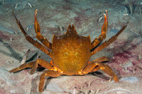 Pugettia producta (Northern Kelp Crab)