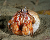 Pagurus armatus (Blackeyed Hermit Crab)