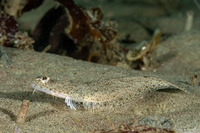 Citharichthys stigmaeus (Speckled Sanddab)