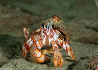 Pagurus armatus (Blackeyed Hermit Crab)