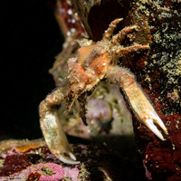 Scyra acutifrons (Sharpnose Crab)
