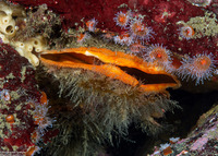 Crassadoma gigantea (Rock Scallop)
