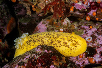 Peltodoris nobilis (Sea Lemon)