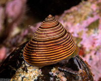 Calliostoma ligatum (Blue Top Snail)