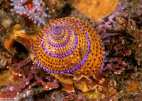 Calliostoma annulatum (Blue-Ring Top Snail)
