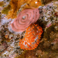 Limacia cockerelli (Cockerell's Dorid)