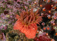 Urticina eques (White-Spotted Rose Anemone)