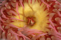 Urticina piscivora (Fish-Eating Urticina)