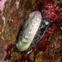 Haliotis rufescens (Red Abalone)