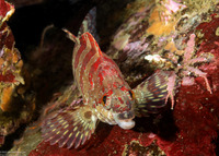 Oxylebius pictus (Painted Greenling)