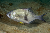Rhacochilus vacca (Pile Perch)
