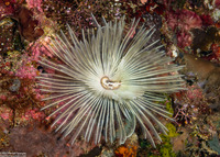 Sabellastarte spectabilis (Common Feather Duster Worm)